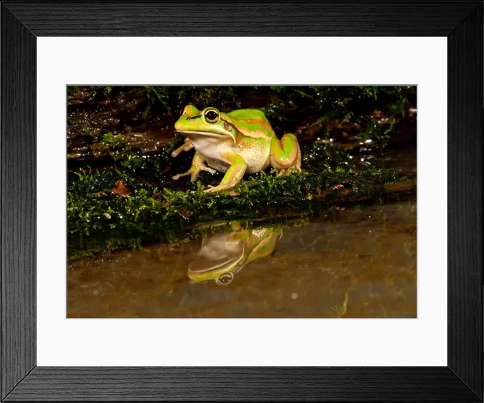 Framed Print : DDE-90037111 Framed Print : DDE-90037111