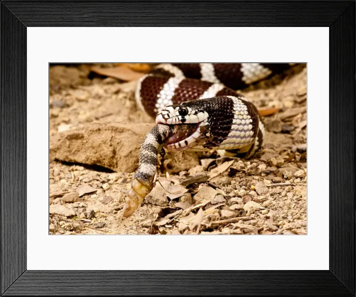 Framed Print : DDE-90037112 Framed Print : DDE-90037112