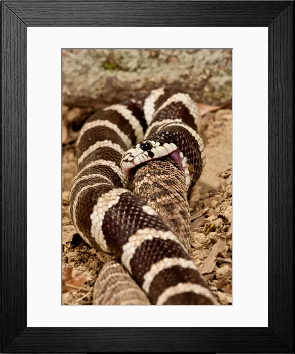 Framed Print : DDE-90037114