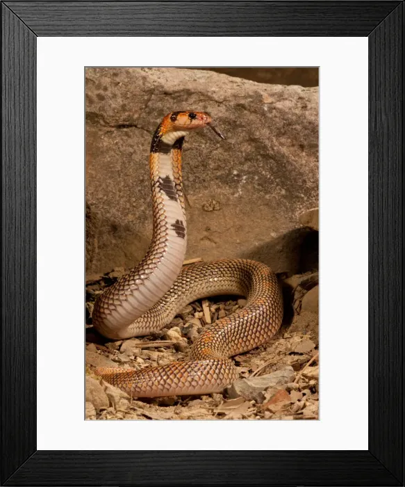 Framed Print : DDE-90037116 Framed Print : DDE-90037116