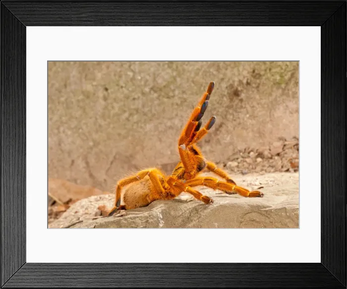 Framed Print : DDE-90037117 Framed Print : DDE-90037117