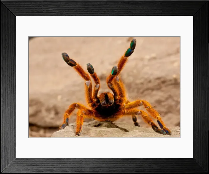 Framed Print : DDE-90037118 Framed Print : DDE-90037118