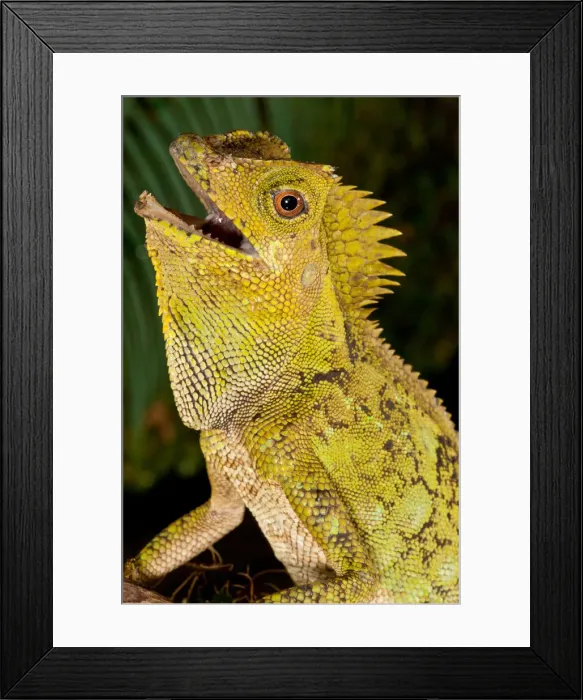 Framed Print : DDE-90037119