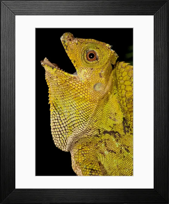 Framed Print : DDE-90037120 Framed Print : DDE-90037120