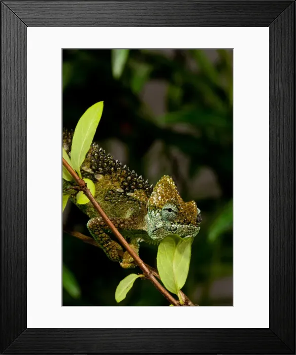 Framed Print : DDE-90037121 Framed Print : DDE-90037121