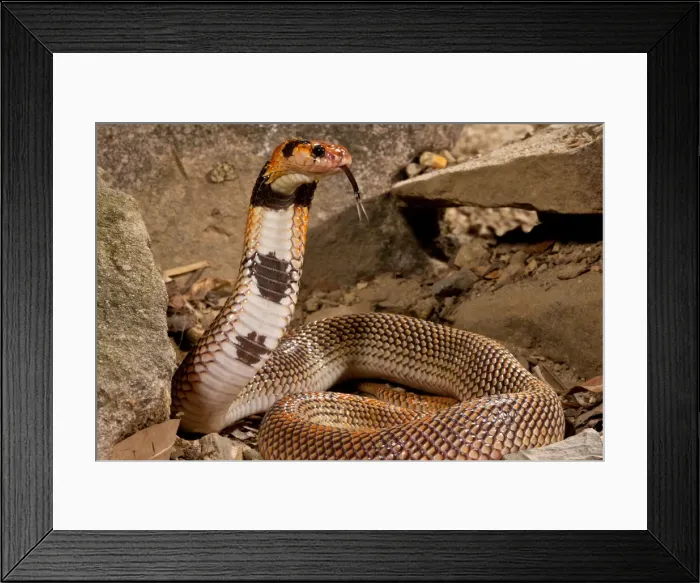Framed Print : DDE-90037115 Framed Print : DDE-90037115