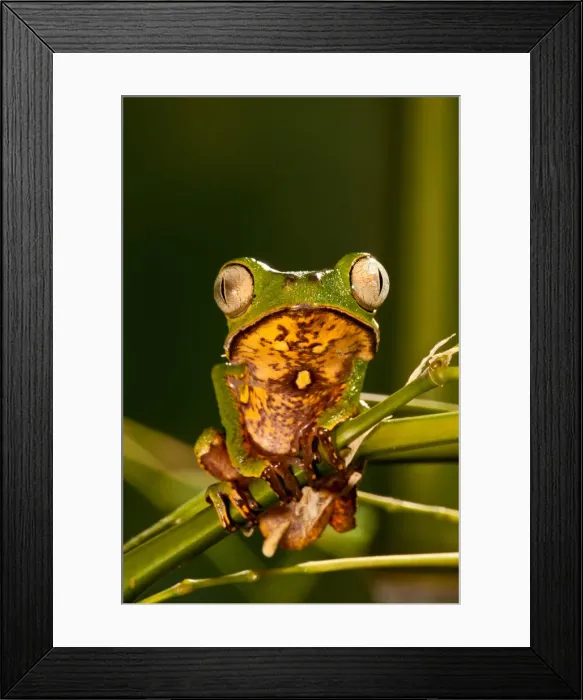 Framed Print : DDE-90037123 Framed Print : DDE-90037123