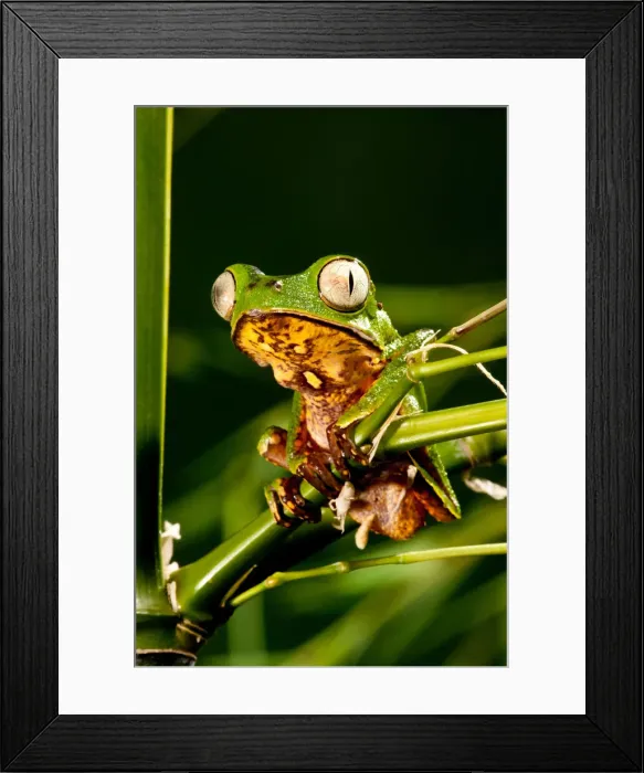 Framed Print : DDE-90037124 Framed Print : DDE-90037124