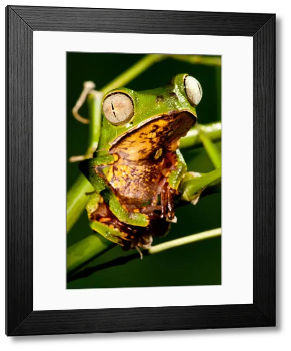 Framed Print : DDE-90037125 Framed Print : DDE-90037125