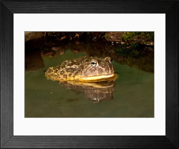 Framed Print : DDE-90037126 Framed Print : DDE-90037126