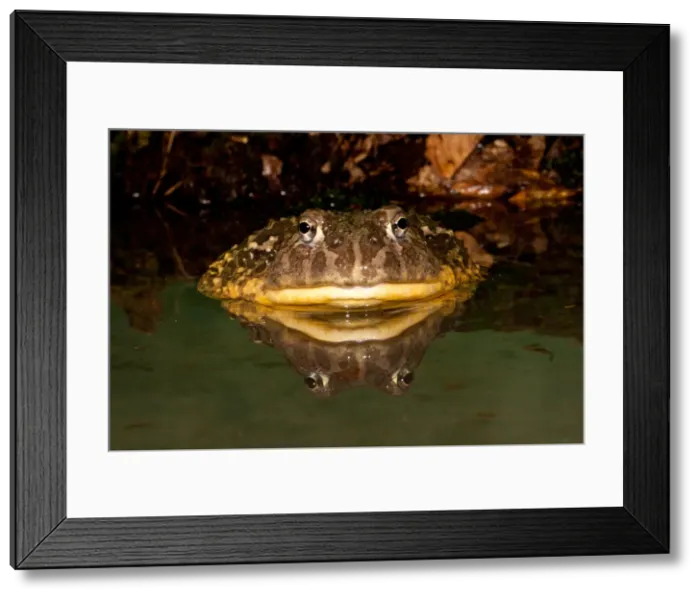 Framed Print : DDE-90037127 Framed Print : DDE-90037127