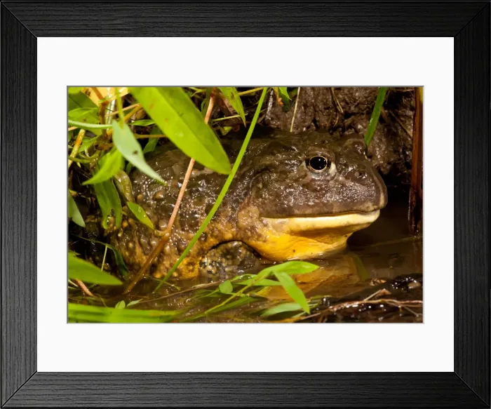 Framed Print : DDE-90037128 Framed Print : DDE-90037128