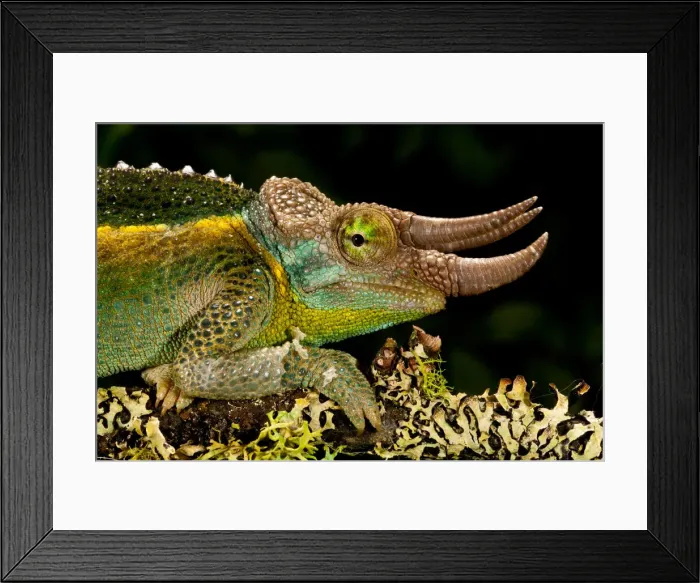 Framed Print : DDE-90037122 Framed Print : DDE-90037122