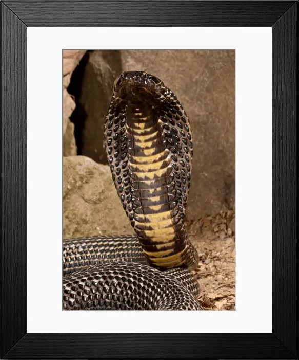 Framed Print : DDE-90037130