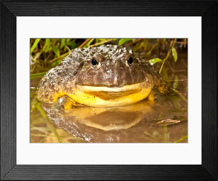 Framed Print : DDE-90037129 Framed Print : DDE-90037129