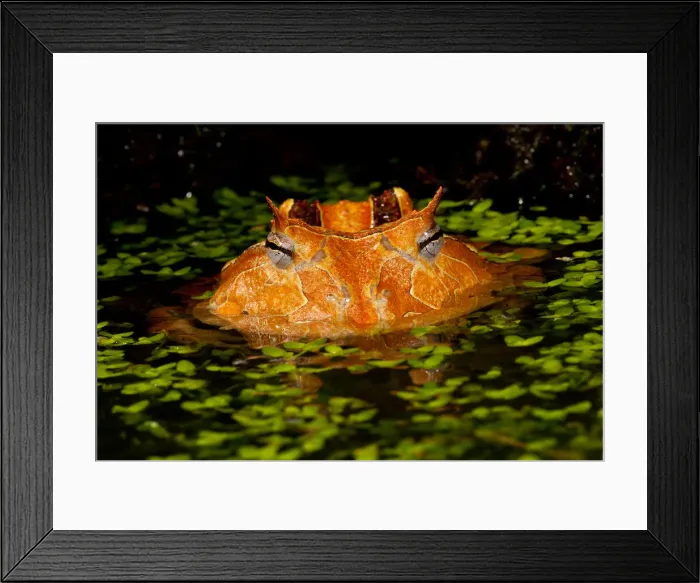 Framed Print : DDE-90037131 Framed Print : DDE-90037131