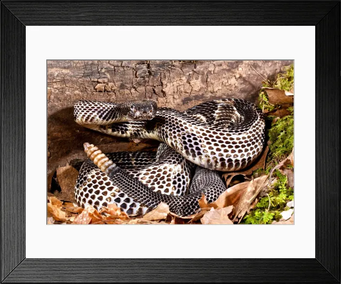 Framed Print : DDE-90037132