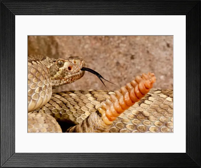 Framed Print : DDE-90037133 Framed Print : DDE-90037133