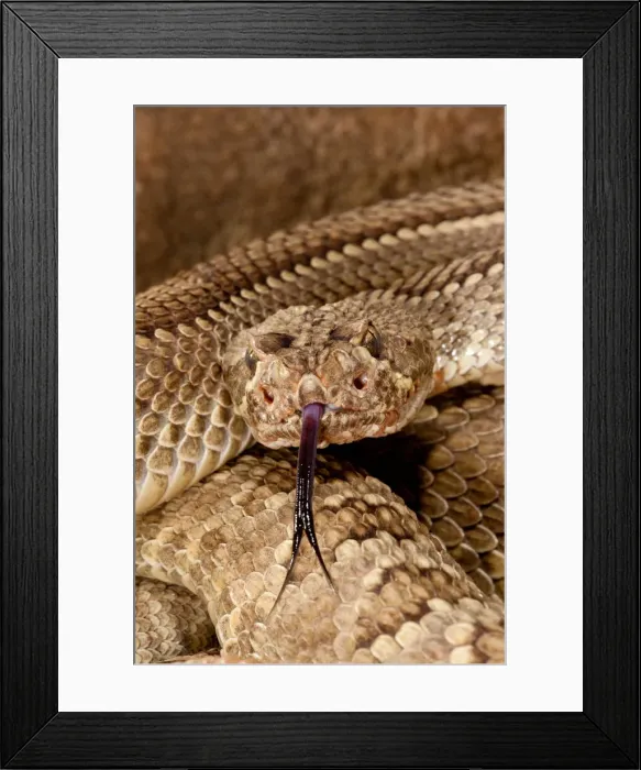 Framed Print : DDE-90037134 Framed Print : DDE-90037134