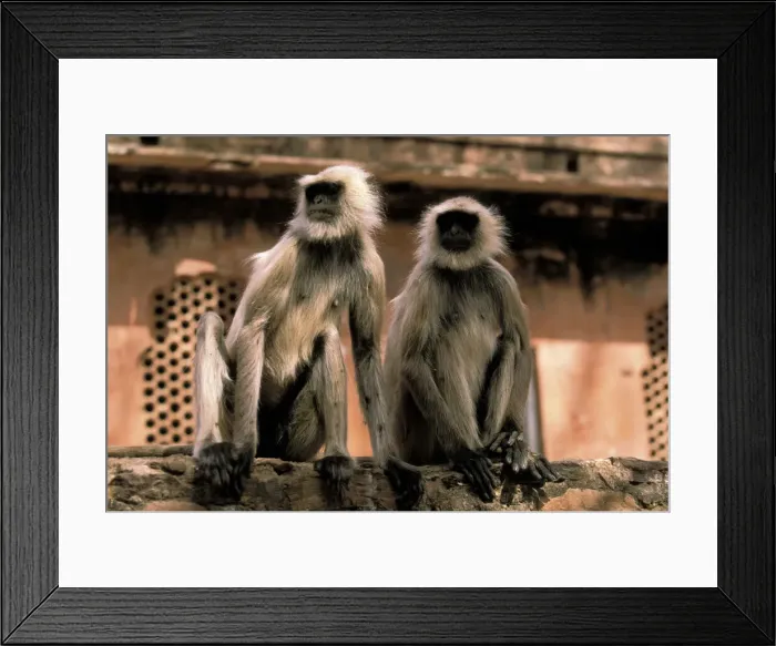Framed Print : DDE-90037227 Framed Print : DDE-90037227