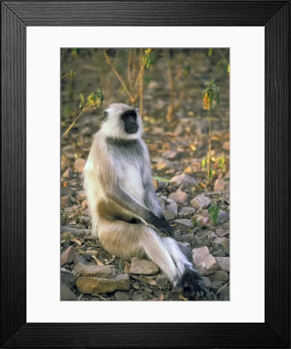 Framed Print : DDE-90037228 Framed Print : DDE-90037228