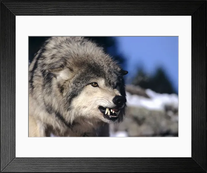 Framed Print : DDE-90037229 Framed Print : DDE-90037229