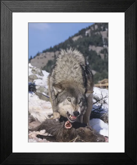 Framed Print : DDE-90037230 Framed Print : DDE-90037230