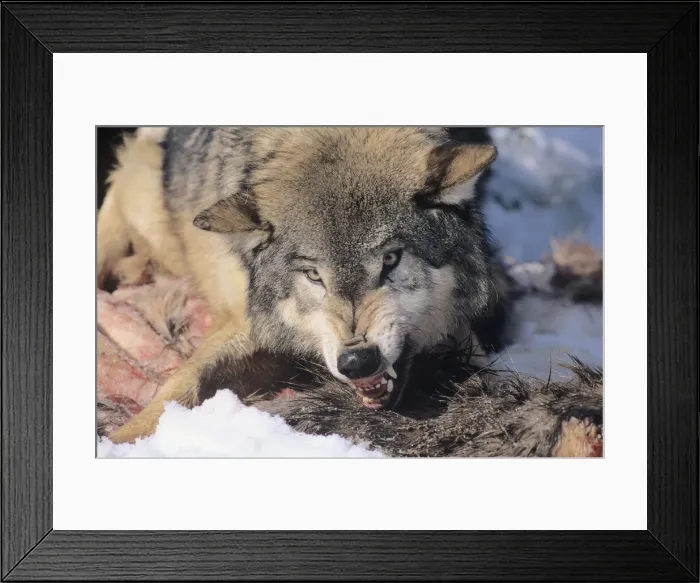 Framed Print : DDE-90037231 Framed Print : DDE-90037231