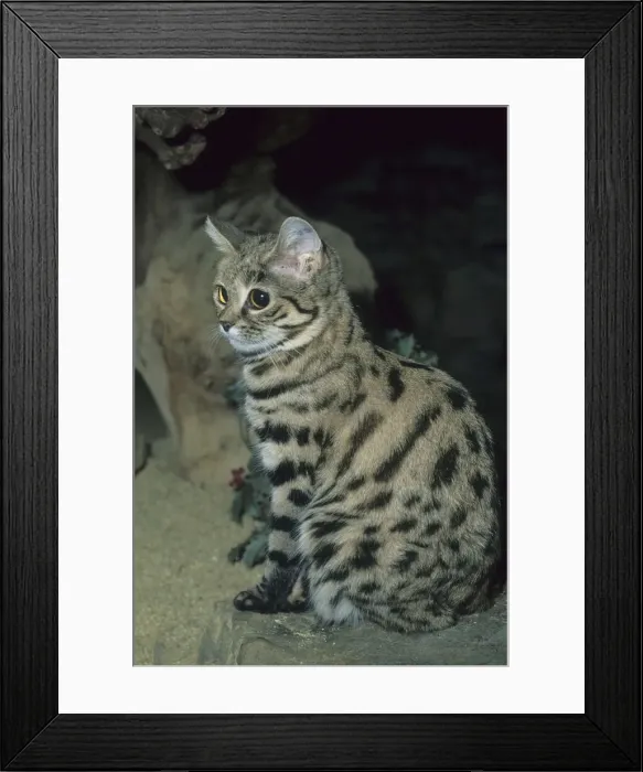 Framed Print : DDE-90037232 Framed Print : DDE-90037232