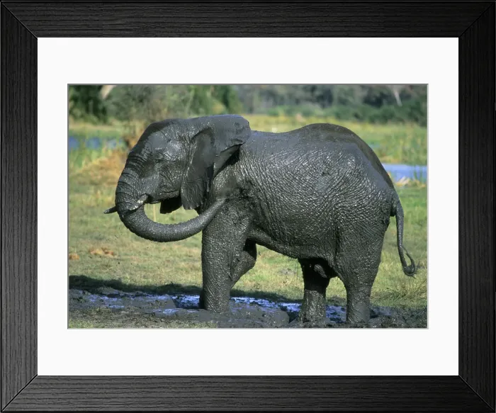 Framed Print : DDE-90037233