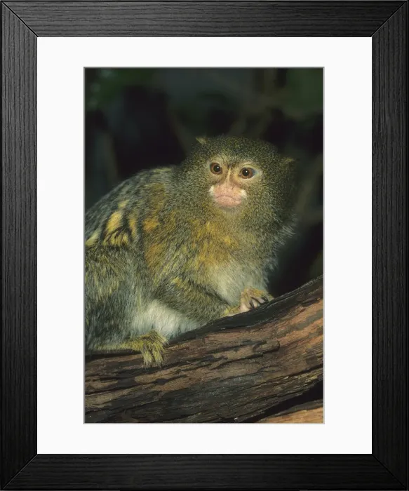 Framed Print : DDE-90037235 Framed Print : DDE-90037235