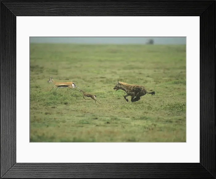 Framed Print : DDE-90037236