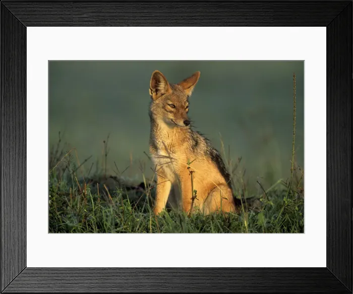 Framed Print : DDE-90037234 Framed Print : DDE-90037234