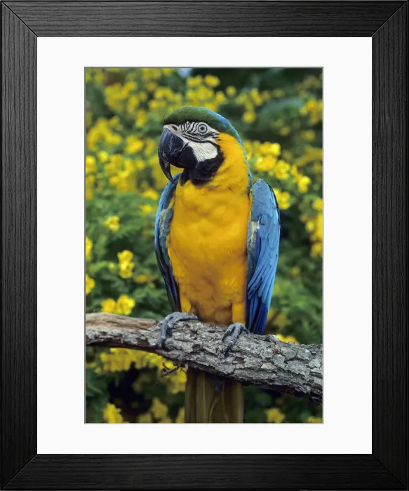 Framed Print : DDE-90037237 Framed Print : DDE-90037237