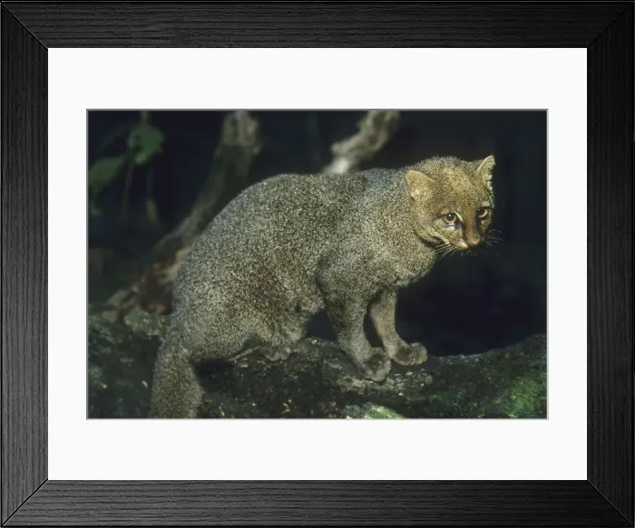 Framed Print : DDE-90037238 Framed Print : DDE-90037238