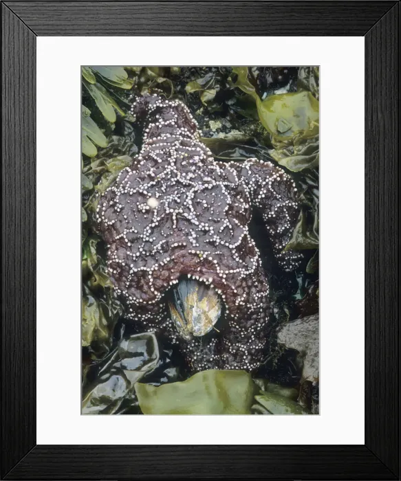 Framed Print : DDE-90037240 Framed Print : DDE-90037240