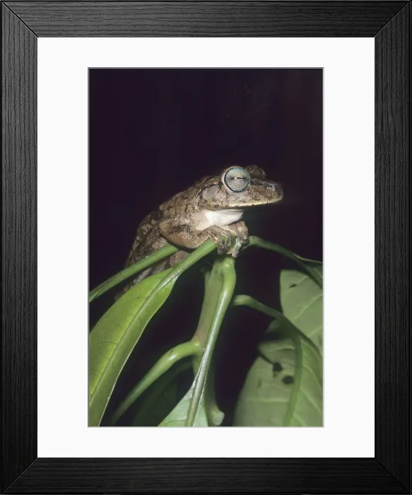 Framed Print : DDE-90037241 Framed Print : DDE-90037241