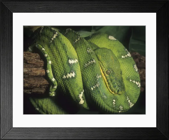 Framed Print : DDE-90037242 Framed Print : DDE-90037242