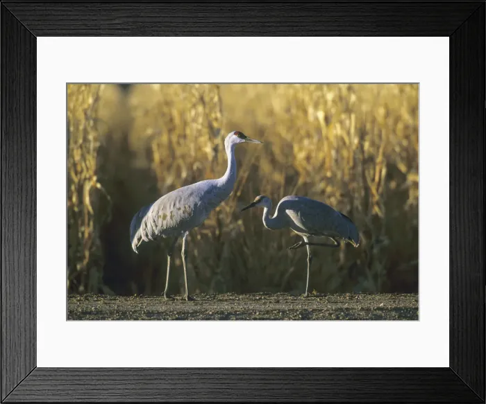 Framed Print : DDE-90037239 Framed Print : DDE-90037239