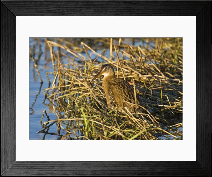 Framed Print : DDE-90037243 Framed Print : DDE-90037243