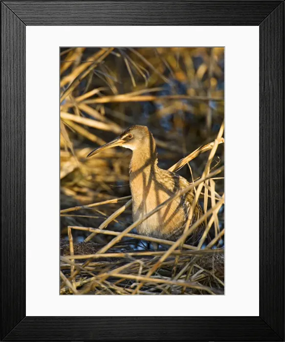 Framed Print : DDE-90037244 Framed Print : DDE-90037244