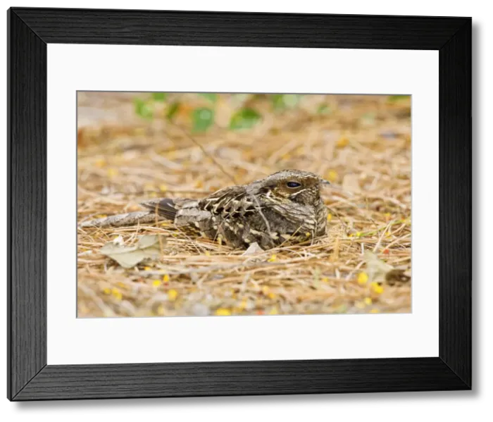 Framed Print : DDE-90037246