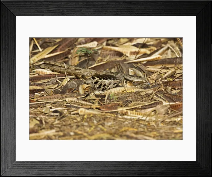 Framed Print : DDE-90037245 Framed Print : DDE-90037245