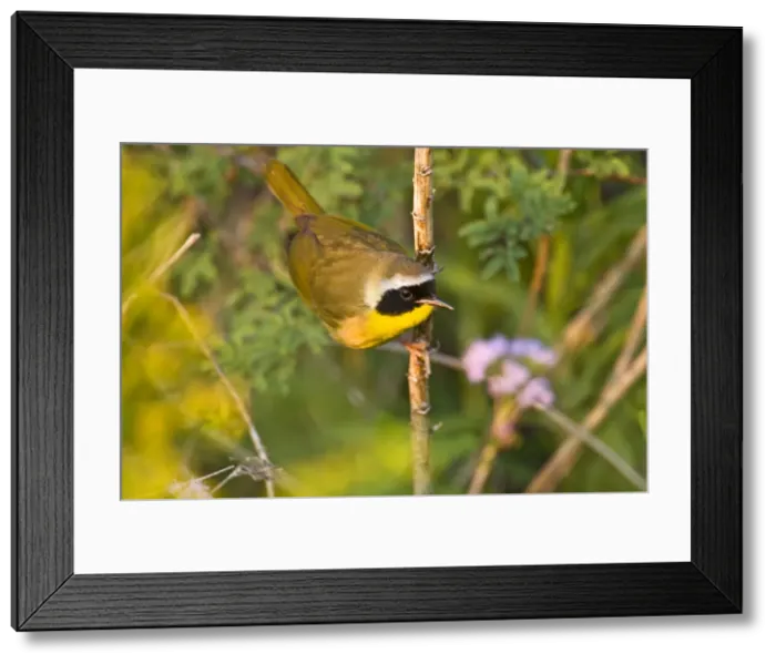 Framed Print : DDE-90037247 Framed Print : DDE-90037247