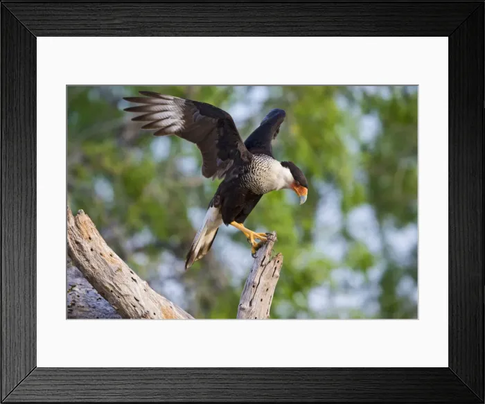 Framed Print : DDE-90037248 Framed Print : DDE-90037248