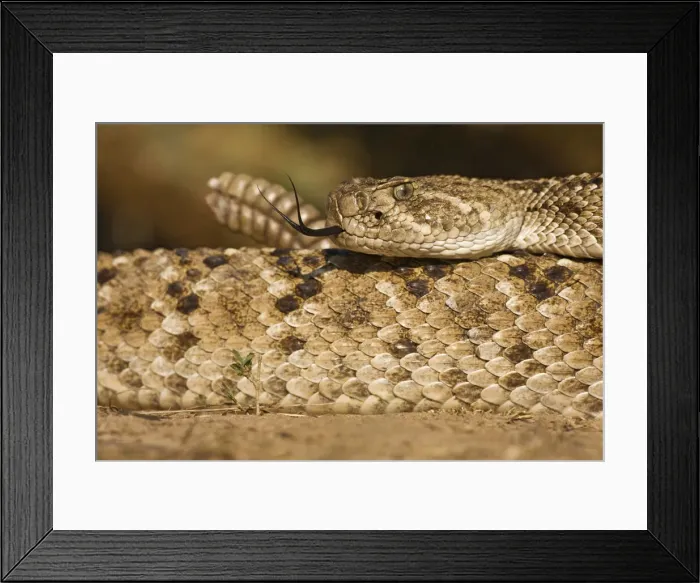 Framed Print : DDE-90037250 Framed Print : DDE-90037250