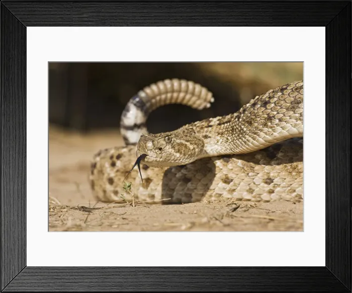 Framed Print : DDE-90037251 Framed Print : DDE-90037251