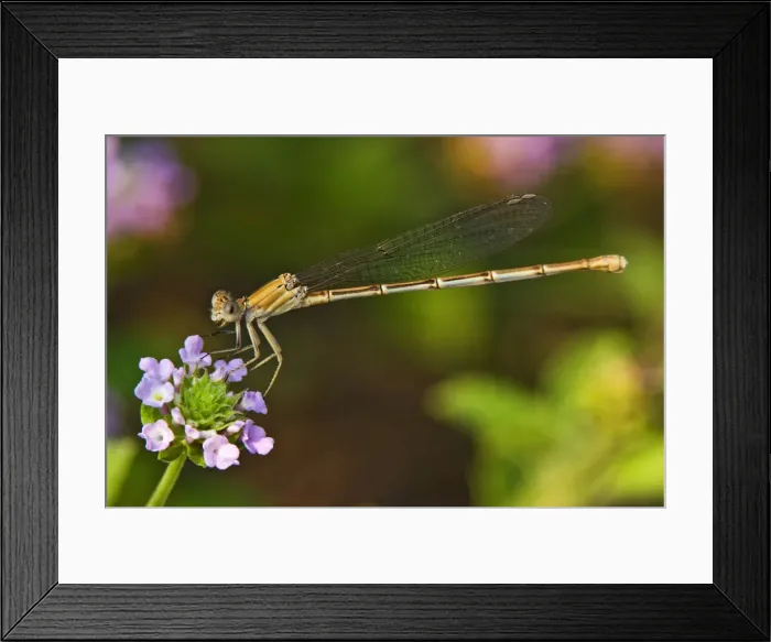 Framed Print : DDE-90037249 Framed Print : DDE-90037249
