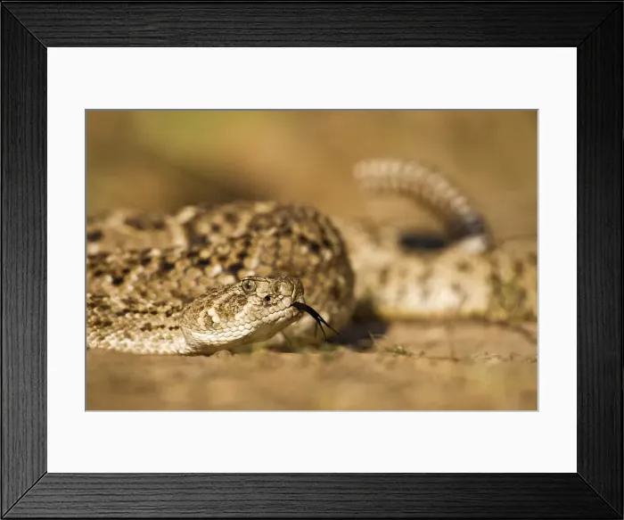 Framed Print : DDE-90037253 Framed Print : DDE-90037253