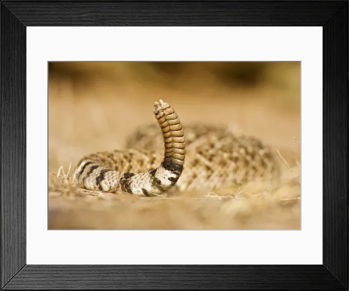 Framed Print : DDE-90037252 Framed Print : DDE-90037252